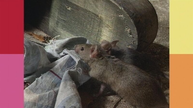 Folge 143⁠–⁠1 – Bild: WDR/​Die Sendung mit dem Elefanten