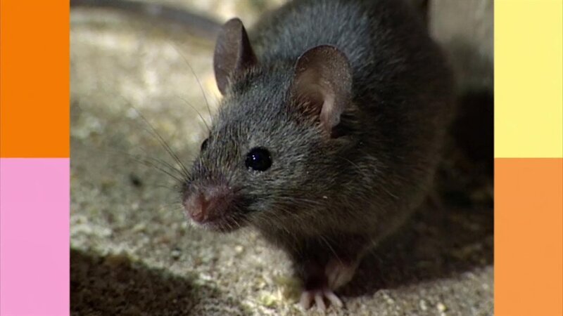 Folge 557 – Bild: WDR/​Die Sendung mit dem Elefanten