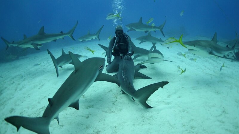 Meeresbiologin Christina Zenato. Sie taucht mit Haien und hat es sich zur Aufgabe gemacht, diese von Angelhaken zu befreien.  +++ – Bild: RTL