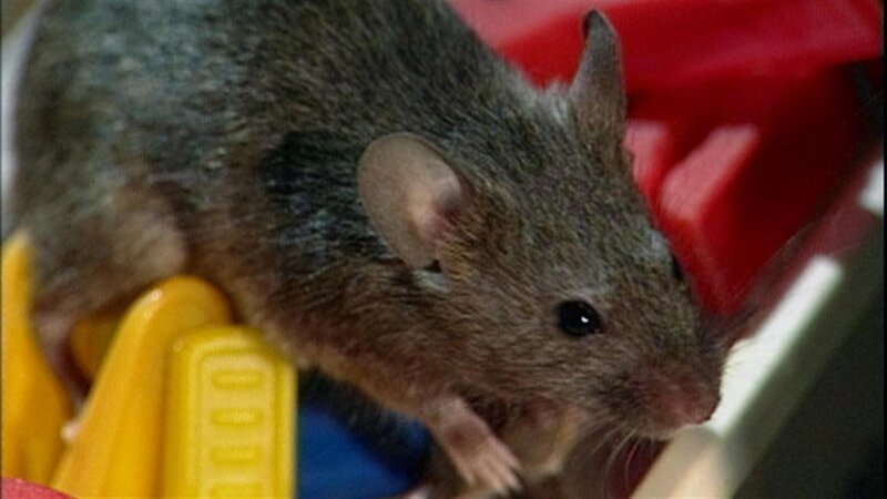 Folge 144 – Bild: WDR/​Die Sendung mit dem Elefanten