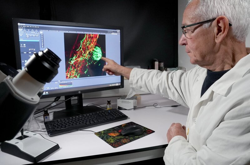 Der Mikrobiologe Francis Martin untersucht am INRAE, wie Pflanzen die Mykorrhiza-Netzwerke von Pilzen zu ihrem Vorteil nutzen. – Bild: Thierry Berrod