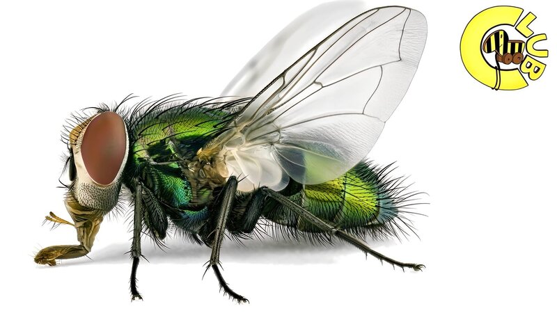 Die Goldfliege – Insektenfotografie im Tigerenten Club – Bild: SWR/​Thorben Danke /​ KiKA