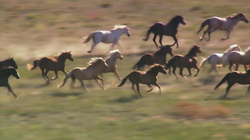 Neue Heimat für wilde Streuner – Das Black Hills Wild Horse Sanctuary in Hot Springs ist eine Auffangstation für Mustangs. – Bild: 3sat