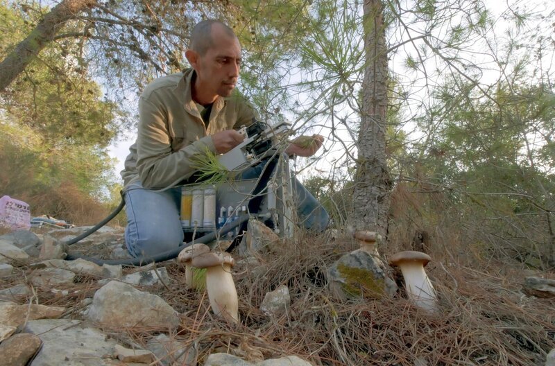 Tamir Klein misst den Kohlenstoffgehalt der Blätter mit einem Gerät, das Daten zu ihrer Photosynthese erfasst. – Bild: Thierry Berrod