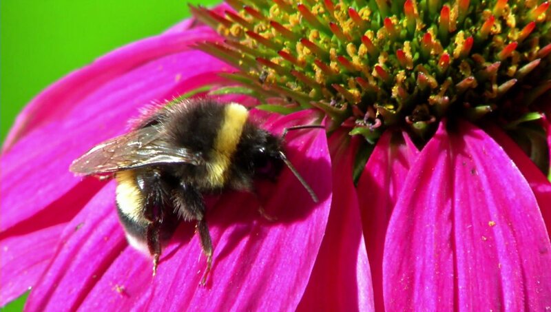 In einem Tierfilm ist eine Hummel aus nächster Nähe. Dabei kann man sogar ihre Augen und ihre vier Flügel erkennen. – Bild: WDR/​Die Sendung mit dem Elefanten