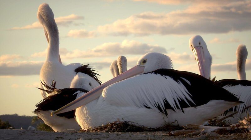 In manchen Jahren fliegen in Australien zigtausende Pelikane zu einem gigantischen Salzsee, um dort zu brüten. – Bild: phoenix/​ZDF/​Content Mint PTY LTD