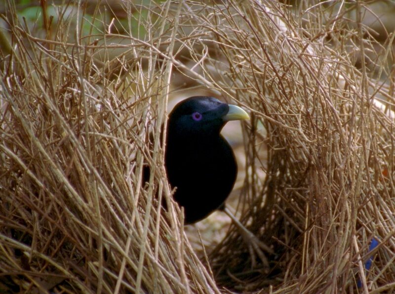 Bild: phoenix/​ZDF/​Content Mint PTY LTD