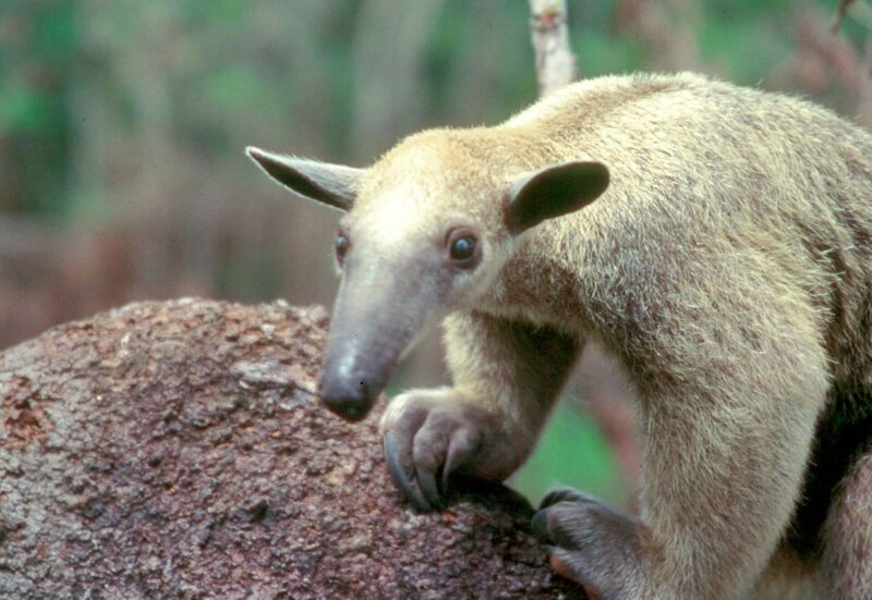 Nur selten geht der Tamandu tagsüber auf Nahrungssuche. Seine Leibspeise: Ameisen und Termiten. – Bild: HR/​NDR/​Marion Pöllmann