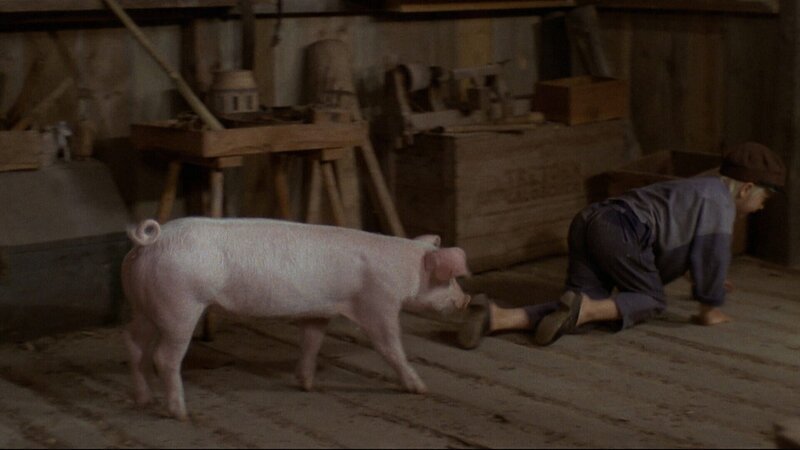 Michel (Jan Ohlsson) ist fleißig dabei, dem Schwein Kunststücke beizubringen. – Bild: ZDF