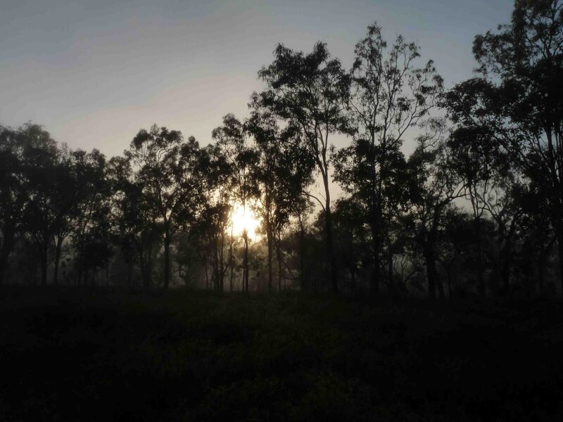 Regenwald der Possums und Baumkängurus. – Bild: BR/​Angelilka Sigl