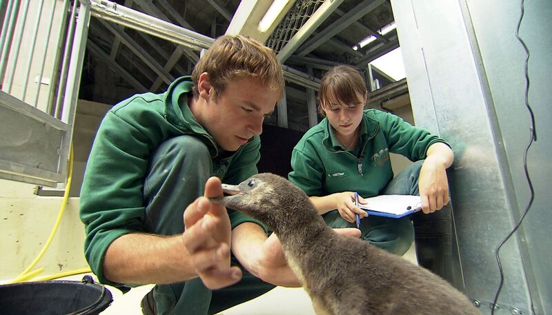ARD/​NDR LEOPARD, SEEBÄR & CO., FOLGE 138, am Montag (29.04.13) um 16:10 Uhr im ERSTEN. Tiepfleger Dave Nelde und Azubi Annika Höffner kontrollieren das Geicht der jungen Humboldtinguine. – Bild: NDR/​DocLights GmbH
