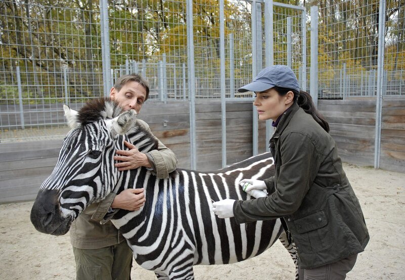 Normalerweise würde Dr. Mertens (Elisabeth Lanz) einen Zebrahengst nie ohne Narkose behandeln, aber Conny (Thorsten Wolf) hat ihn mit der Hand aufgezogen und beteuert, dass das Tier sehr gut erzogen ist. – Bild: BR/​ARD/​Christa Köfer