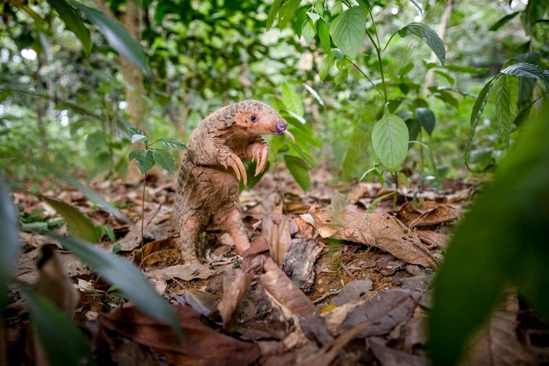 Taiwanesischer Pangolin – Bild: BBC Studios/​© BBC Studios/​The photography is covered by intellectual property rights and may only be used in connection with publicising the transmission of the specific programme as licensed by BBC Studios Distribution, (transmission in  …