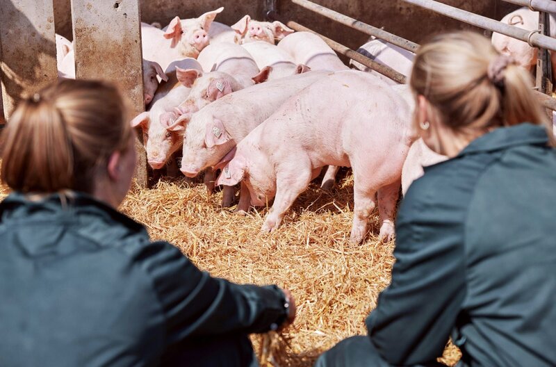 Die Landfrauen besuchen die Sattelschweine bei der Hofführung. – Bild: SWR/​Philipp Thurmaier