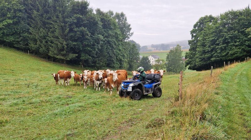 Der moderne Viehhirte fährt Quad. 14 Herden versorgt Martin Müller auf verschiedenen Bergwiesen. – Bild: MDR/​Mathias Schaefer