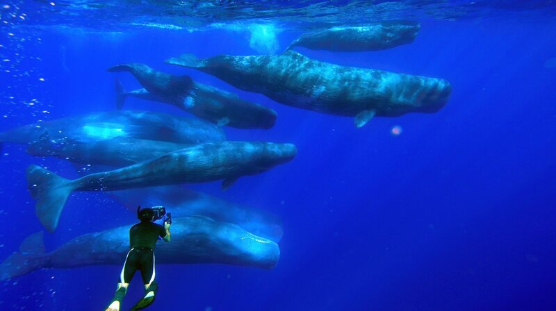 Rick Rosenthal filmt eine Gruppe männlicher Pottwale. Pottwale leben das Matriarchat, erreichen junge Bullen die Geschlechtsreife, verlassen sie ihre Familie und schließen sich einer ‚Männerrunde‘ an. – Bild: NDR/​doclights/​TMFS/​Wild Logic/​Kai Benson