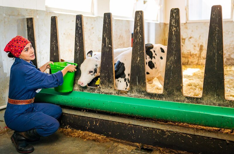 Jenny (Julia Obst) füttert die Kälbchen im Stall. Sie freut sich, dass die Genehmigungen für die Produktion von Heumilchkäse durch sind. – Bild: SWR/​Christian Koch