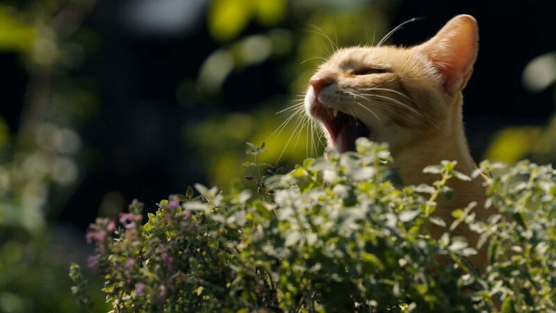 Tierisch high – Bild: Arte