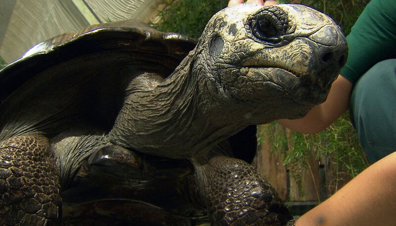 Schildkröte Schildi lässt sich verwöhnen. – Bild: NDR/​DocLights GmbH