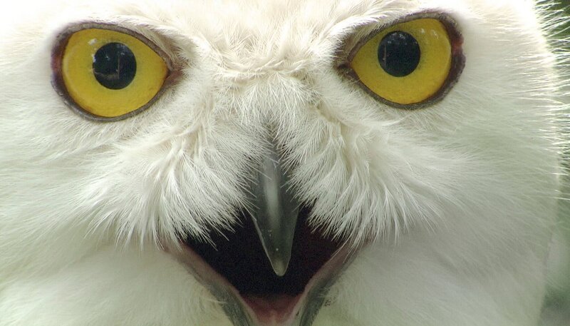 Schneeeulenpapa. – Bild: NDR/​DocLights GmbH