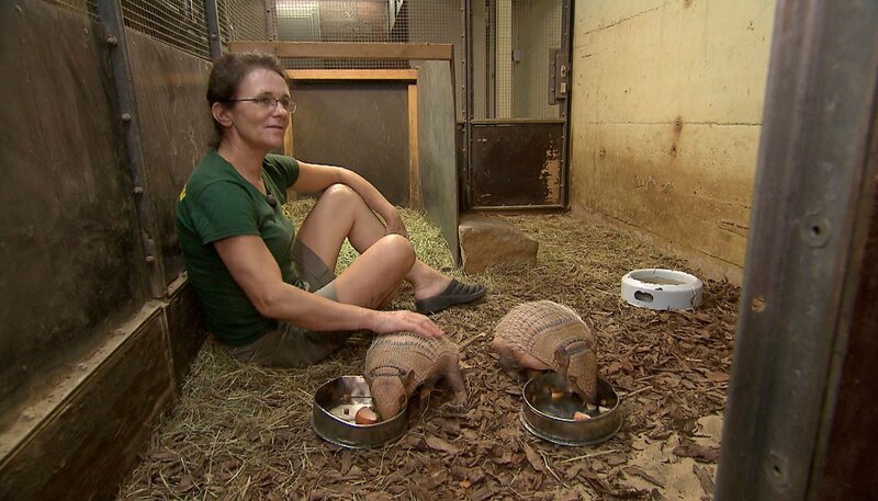 Die Tierpflegerin Marzanna Glogowska bei den Weißborstengürteltieren Ola und Oleg im Zoo Berlin. – Bild: rbb/​Dokfilm