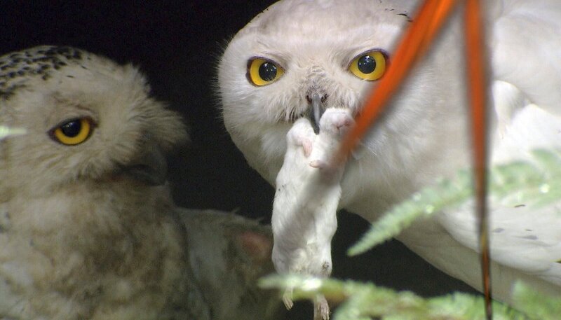 ARD/​NDR LEOPARD, SEEBÄR & CO., FOLGE 136, am Donnerstag (25.04.13) um 16:10 Uhr im ERSTEN. Der Schneeeulenpapa versorgt die Familie. – Bild: NDR/​DocLights GmbH
