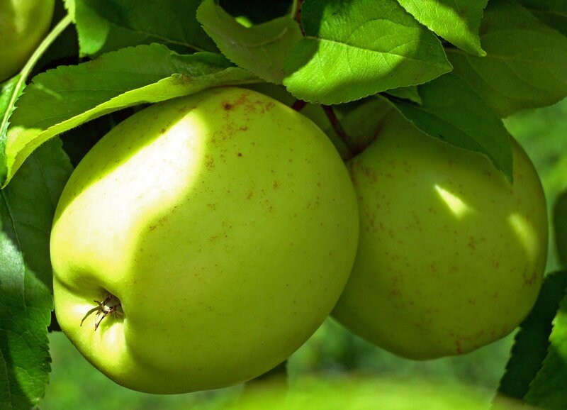 Im Herbst prangen die reifen Äpfel an den Ästen. – Bild: BR/​Natasha-I. Heuse