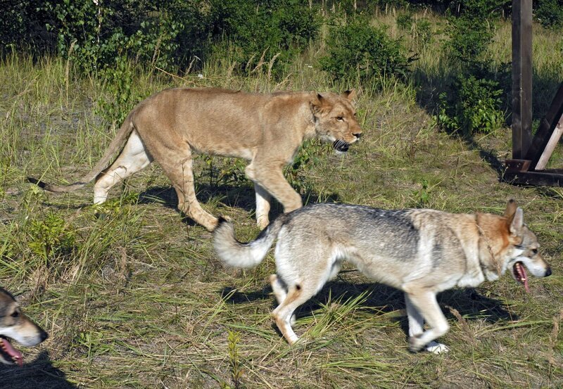 Wolf und Löwin. – Bild: Christa Köfer