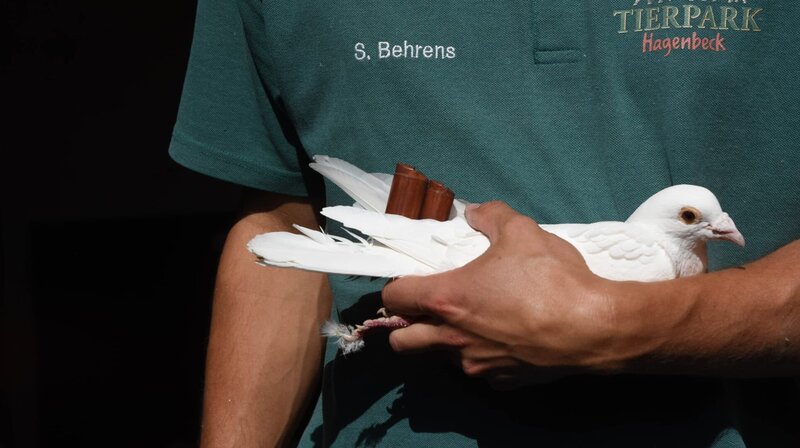Sebastian Behrens hält eine der musizierenden weißen Tauben. Weitere Fotos auf Anfrage. – Bild: NDR/​Doclights GmbH 2017
