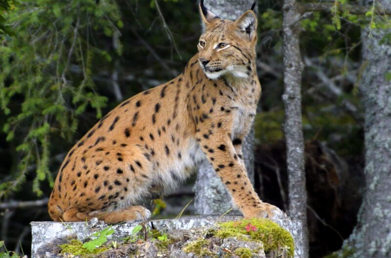 Im Gebirge des Jura fühlt sich der Luchs heimisch. – Bild: Elephant Doc