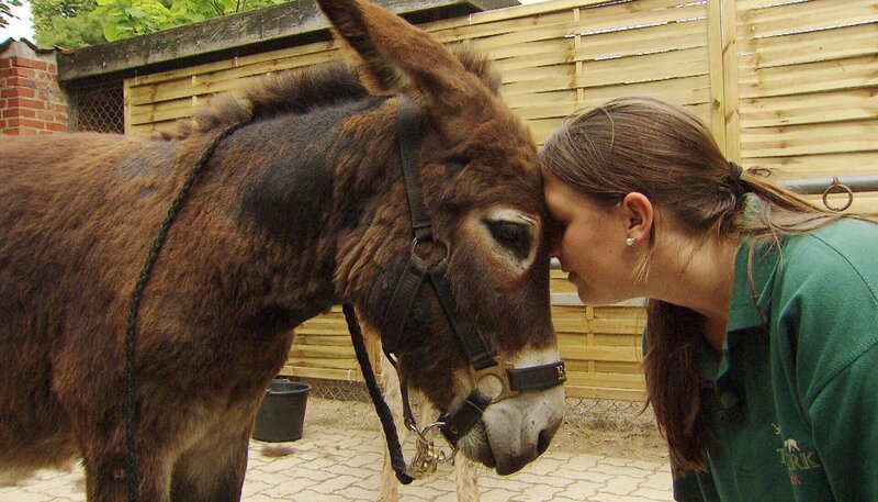 Tierpflegerin Lisa Voß und der sture Esel Emil. – Bild: NDR/​DocLights GmbH