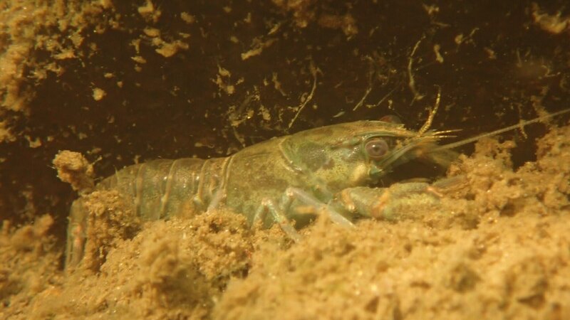 Ein Flusskrebs duckt sich unter einem Stein in der Akerselva – ein stiller Bewohner im verborgenen Leben des Stadtflusses. – Bild: Terra Mater Factual Studios