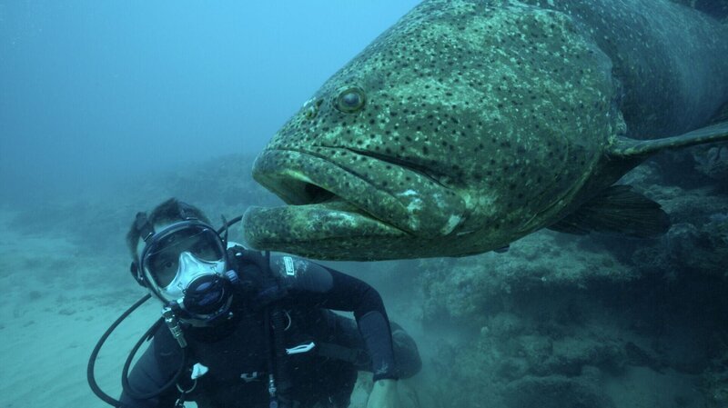 Sanibel Creature. – Bild: Licensed by Banijay Rights Limited