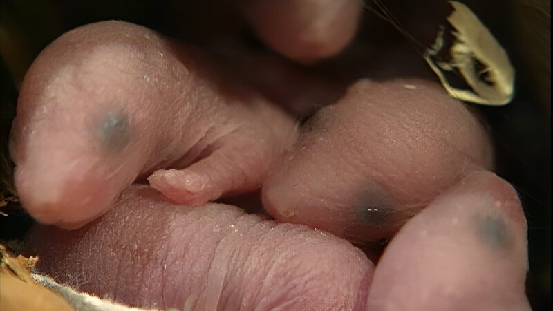 Bild: WDR/​Die Sendung mit dem Elefanten /​ KiKA