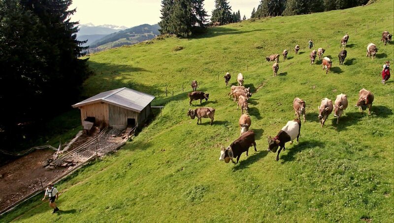 Heute begleitet „Die Sendung mit dem Elefanten“ die Kuh Lena beim Abtrieb von der Alpe ins Tal. – Bild: WDR