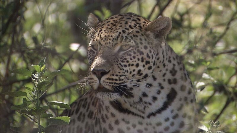 . – Bild: ANIXE HD