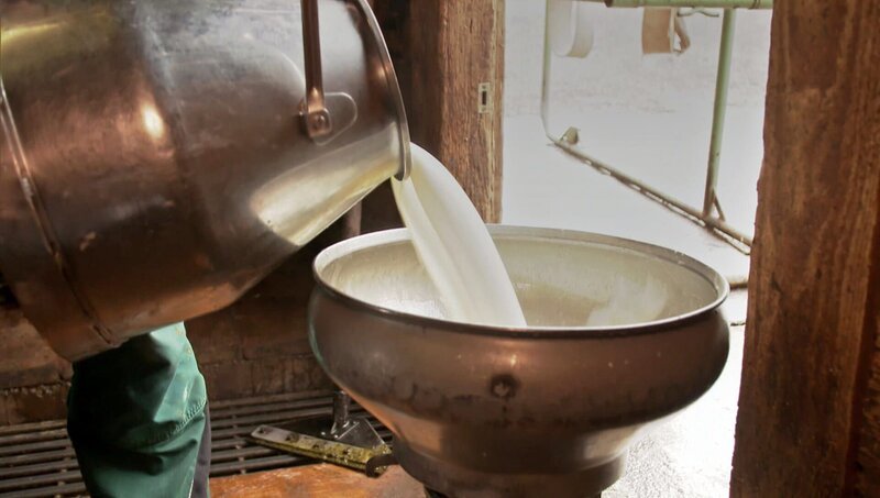 Die Kuh Lena und ihre Herde geben Milch für den Käse, der hier hergestellt wird. – Bild: WDR