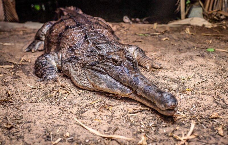 Krokodil Frank. – Bild: ORF/​Universal