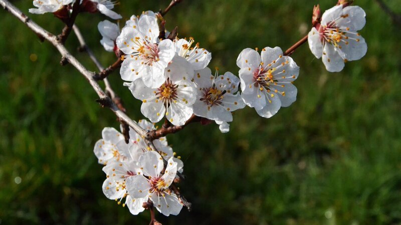 Marillenblüten. Die Marille kam vor rund 2000 Jahren in die Wachau, als Ursprungsländer gelten China und Armenien. – Bild: 3sat Marillenblüten. Die Marille kam vor rund 2000 Jahren in die Wachau, als Ursprungsländer gelten China und Armenien. – Bild: 3sat