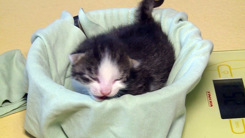 Im Tierheim Nürnberg gibt es aktuell gleich zwei Katzenwürfe. Dank der liebevollen Betreuung durch die Tierpfleger, inklusive ausgiebiger Streicheleinheiten, hatten die Kleinen zwar einen guten Start ins Leben. – Bild: VOX /​ Fandango