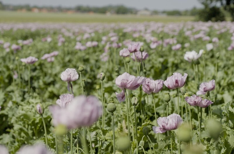 Ein Hingucker – wenn der Schlafmohn blüht, wird der Acker zur Attraktion für Schaulustige. Papaver somniferum: Alte Nutzpflanze für Medizin und als Nahrungsmittel. – Bild: NDR/​Mike Rieth