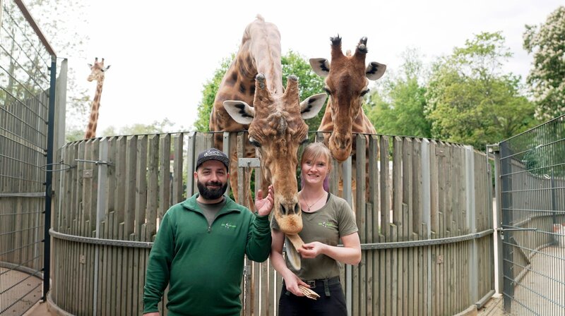 MDR FERNSEHEN DER JOBTESTER, „Dr. Emkus als Tierpfleger“, am Samstag (23.08.25) um 19:50 Uhr. Personen im Bild: Dr. Emkus (Markus Hanschke) und Tierpflegerin Kyra Zill (und die Giraffen Diko, Tessa und Gaia) Ort: Giraffengehege im Zoo Dresden – Bild: MDR/​Alexander Friederici