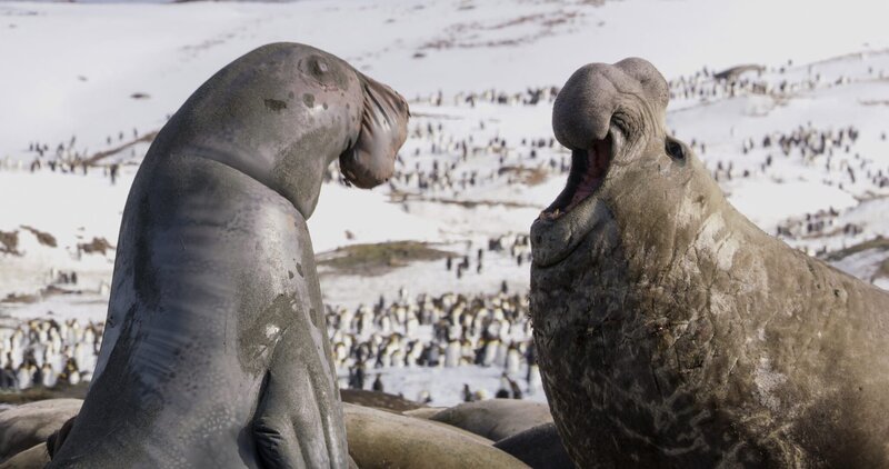 See-Elefant fordert den Spionage See-Elefant zum Kampf, Südgeorgien. – Bild: ORF/​BBC/​John Downer Productions