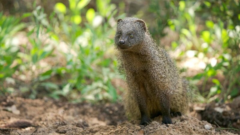 Das Ichneumon ist ein kleines Raubtier aus der Familie der Mangusten. Mit seinen waagerechten Pupillen kann es seitlich sehen, ohne den Kopf zu drehen. – Bild: BR/​TEXT+BILD Medienproduktion GmbH & Co. KG/​Matthias Kraus