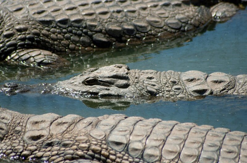 Krokodile verbringen mehr als die Hälfte ihres Lebens unter der Wasseroberfläche. Dort zeigen sie Verhaltensweisen, die mit gängigen Vorstellungen wenig gemein haben. – Bild: Earth Touch crew