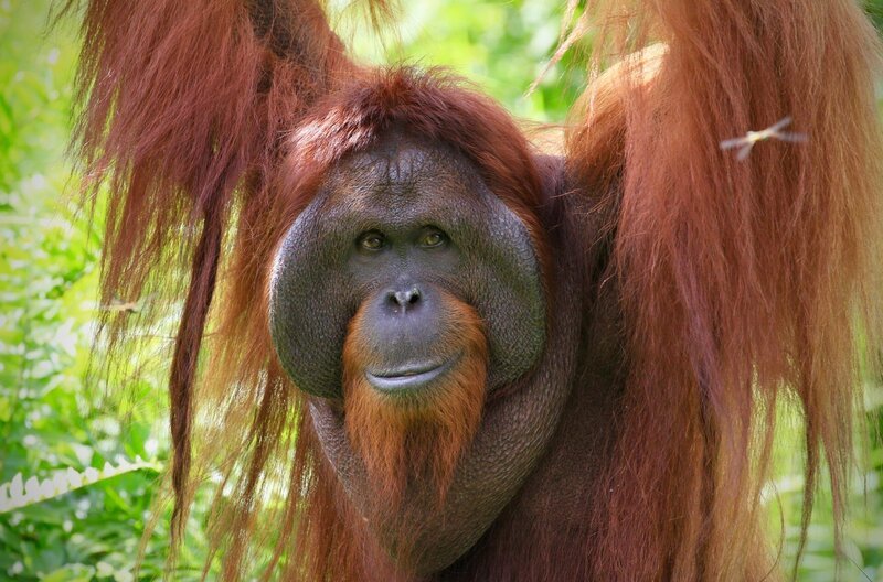 Ein ausgewachsenes Orang-Utan Männchen mit ausgeprägten Wangenwülsten und einen großen Kehlsack. Damit ist er in den Augen der Weibchen besonders attraktiv. – Bild: NDR Naturfilm/​Zorillafilm