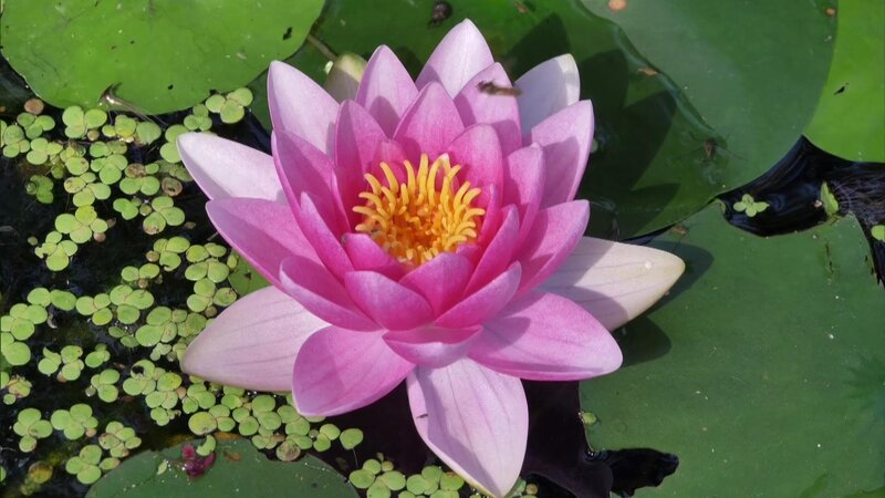 In einem beeindruckenden Zeitraffer wird gezeigt, wie sich eine Seerose öffnet und wieder schließt. – Bild: WDR/​Die Sendung mit dem Elefanten