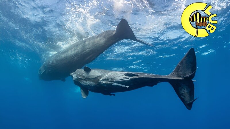 Pottwale – die größten Raubtiere der Erde. Die Tierfilmer Martina Andrés und Manuel Spescha kamen ihnen ganz nah! – Bild: SWR/​Martina Andrés /​ KiKA