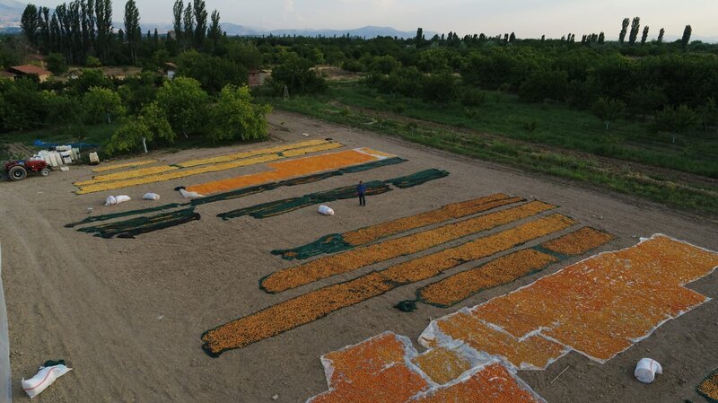 A Turkish apricot farmer looks over his freshly picked fruit. – Bild: Volkan Fil /​ National Geographic/​Volkan Fil /​ Nat Geo
