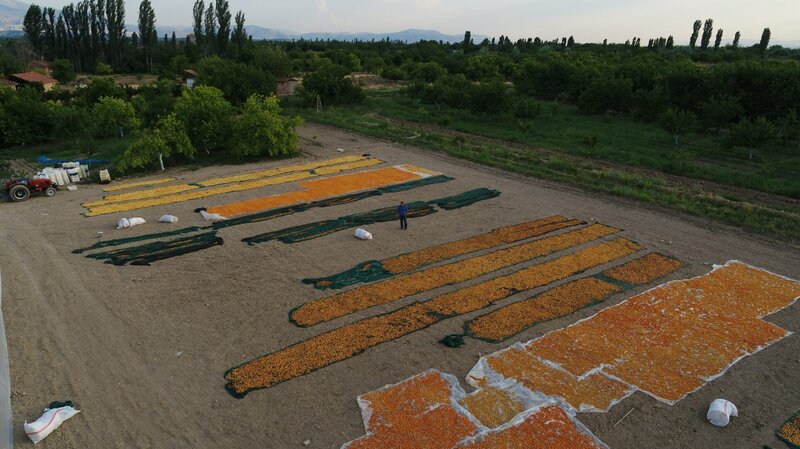 A Turkish apricot farmer looks over his freshly picked fruit. – Bild: Volkan Fil /​ National Geographic/​Volkan Fil /​ Nat Geo